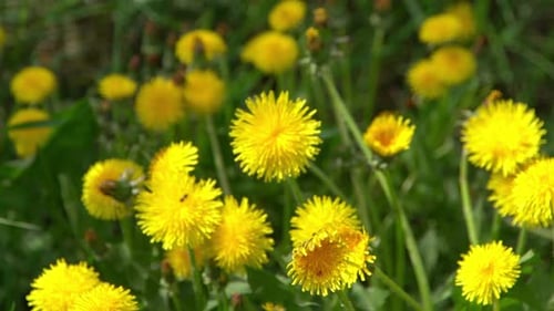 Yellow Flowers Dandelions on a Green Meadow in Spring Dandelion Flower in the Wind Nature Background