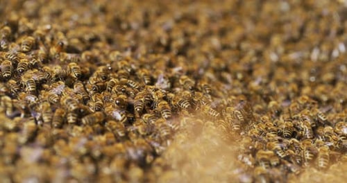 Swarm of Honeybees Crawling Closely Together