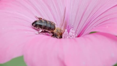 Bee Covered in Pollen on a Pink Flower
