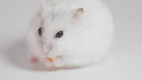 Charming White Hamster Eats in Close Up