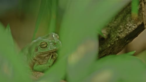 Die neue Ökologie: Anpassung an Umweltveränderungen in freier Wildbahn