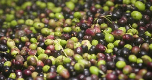 Washing of freshly harvested Italian olives for the production of extra virgin olive oil. Concept