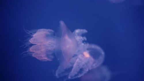 Anmutige Quallen, die elegant im tiefblauen Meer gleiten