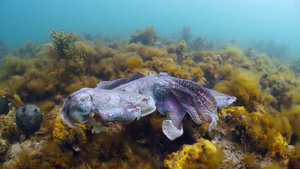 Giant Australian Cuttlefish Sepia apama Migration Whyalla South ...