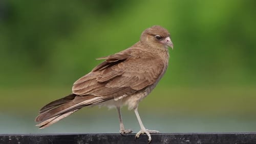 Raubvogelarten, ein wilder Chimango Caracara, Milvago-Chimango, der bei Wind auf dem Geländer hockt