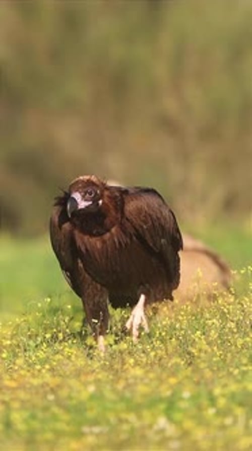 close up view of a golden eagle walking in the park