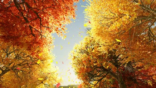Warm Autumn Leaves Falling from Forest Canopy