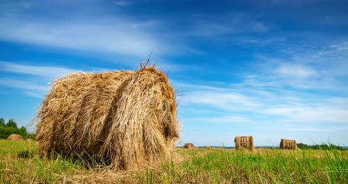 Golden Hay Bales in Field on Summer Day