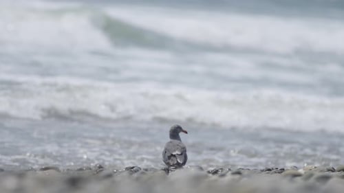 Möwe blickt in Zeitlupe über den Ozean 4K Wide Shot Medium