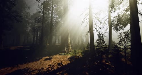 Mysterious Forest with Tall Trees and Soft Sunlight Piercing Through Fog