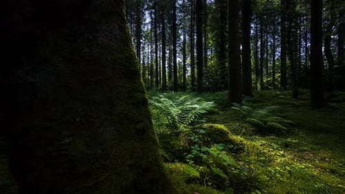 Panoramabewegung, Zeitraffer von Licht, das im Frühling in Nadelwälder einfällt und Schatten wirft