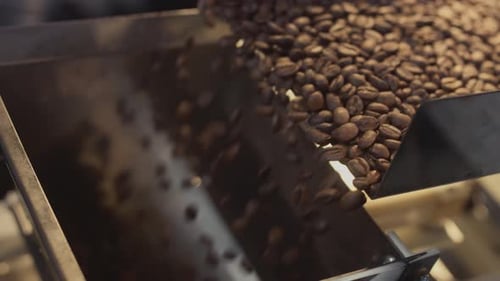 Roasted Coffee Beans are Poured onto a Surface