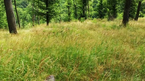 From the grass to the leaves. Aerial dolly shot. Exploring deciduous trees in the green forest. Beau