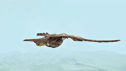 Marsh Harrier 3D