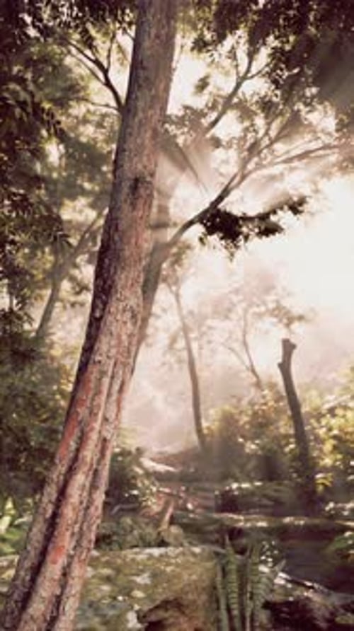 Sun Shines Through Trees in Forest