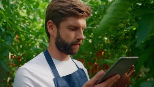 Agricultural Scientist Analysing Tomato Cultivation Device in Plantation Closeup. Focused Man Profes