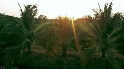 Cultivation of coconuts for sale in agriculture. Aerial view drone flies over a large coconut grove.