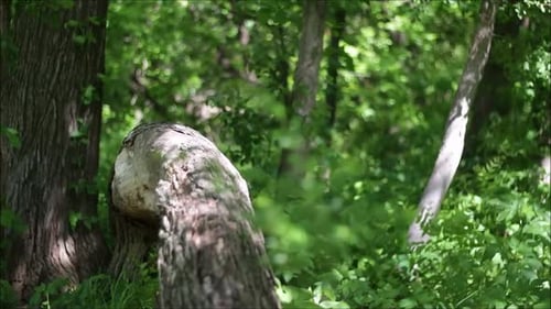 Summer forest. Trees and Plants