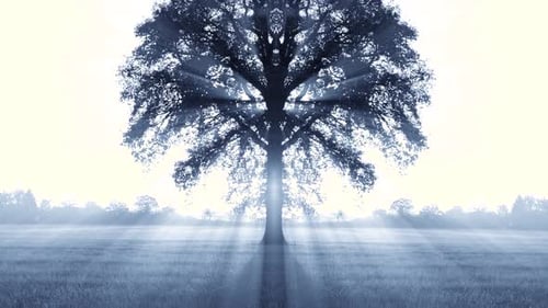 Colorful Vibrant Vivid Forest Trees Woodland at Sunset Golden Hour