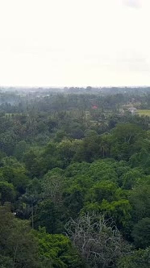 Vertical of Natural Park on Bali Indonesia Island Aerial Dolly in