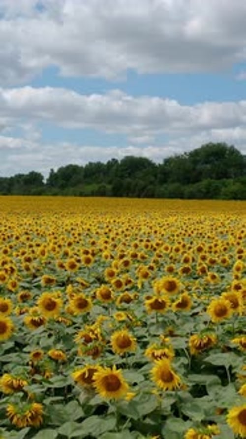 Landscapes of big sunflowers field. Yellow agricultural farming of sunflowers. Aerial view.