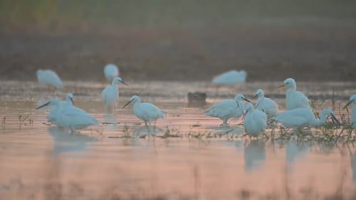 Flock of little Egrets Fishing in Lake Side in Sunrise