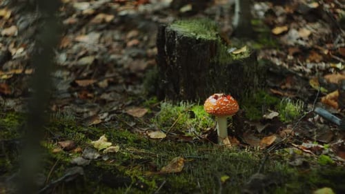 Close-Up of Fly Agaric Mushroom on Forest Floor