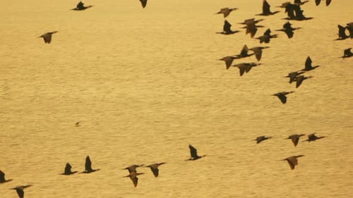 Vögel Kormorane fliegen Kormorane fliegen tagsüber über das Meer, um Nahrung zu finden, wodurch ein dynamisches Bild entsteht