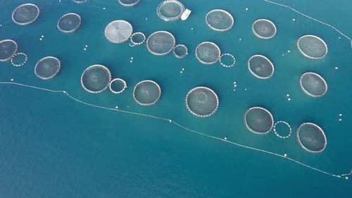 Aerial approach to the huge fish growing farm with net cages for sea bass, sea bream, and other seaf