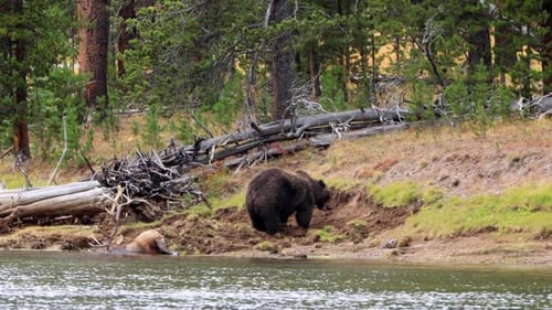 Grizzly Bear had killed an elk in Yellowstone