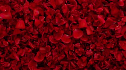 Red Rose Transitions 01 HD