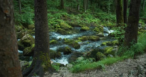 Fast flowing mountain stream in pine tree forest. Picturesque landscape. Calm relaxing and pleasant