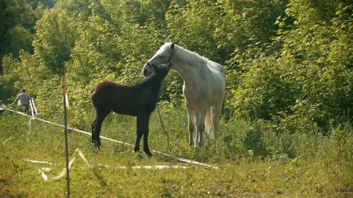 White Mare Showing Affection to Black Foal in Green Field