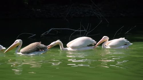 Flock of Pelicans Swimming in a Pond