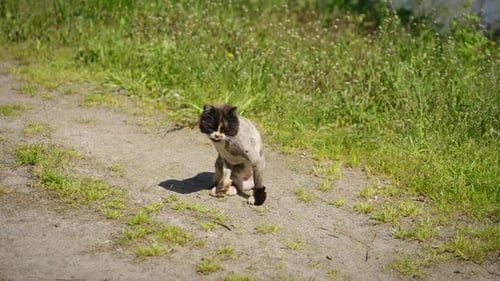 The Cat Walks in the Green Grass