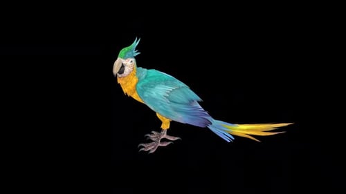 Animated Blue Yellow Parrot Takes Flight