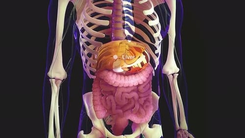 Human Internal Organs and Skeleton 3D Medical Animation
