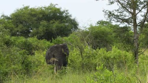 Un elefante macho del bosque se encuentra en un claro y mira hacia la cámara. Mueve sus grandes orejas