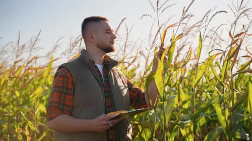 Agronomist Inspecting Corn Crop Quality in a Field