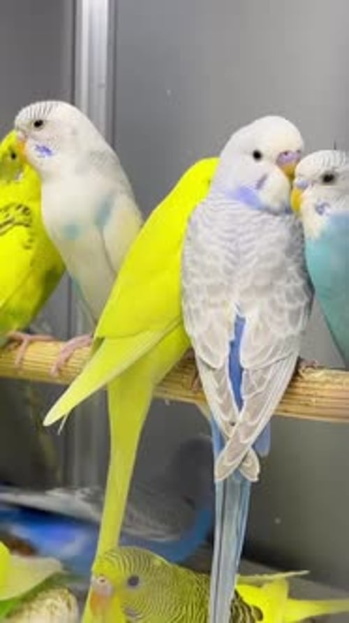 Un groupe de perruches est assis dans une cage en verre dans une animalerie. Beaux perroquets multicolores verticaux
