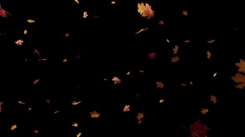 Maple Floating Hd