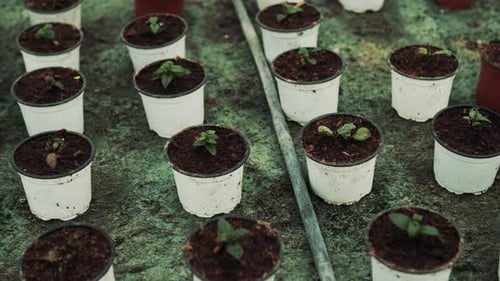 Seedlings growing in greenhouse pots a lush garden nursery environment
