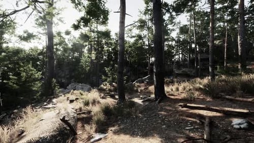 Serene Forest Landscape with Tall Trees and Sunlight Filtering Through Branches