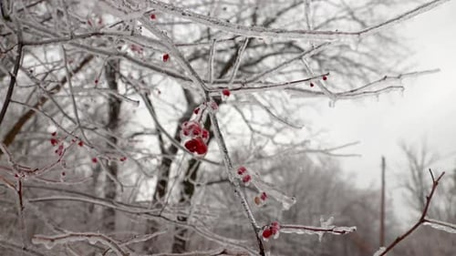 Un gros plan de plusieurs baies sauvages rouges trouvées dans les arbres dans la nature sont recouvertes de glace à cause du gel