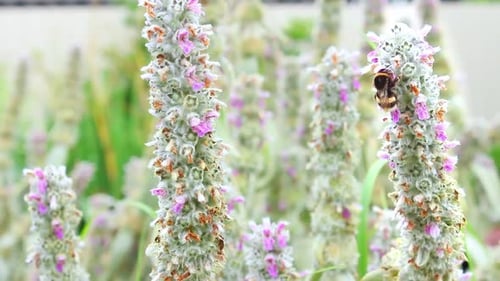Bumblebee collects honey from flowers close-up. The bumblebee pollinates the flower. Spring flowers