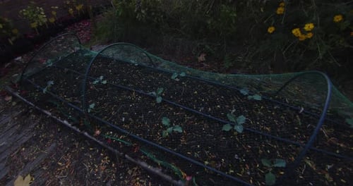 Cultivation of different species in the soil of an orchard on a cloudy autumn day. 4K