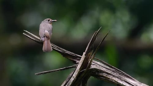 The Hill Blue Flycatcher is found at high elevation habitat it has blue feathers and orange-like bre