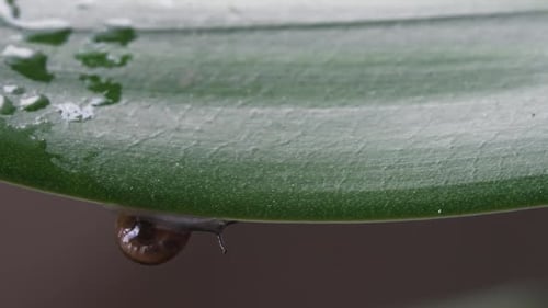 Schnecke bewegt sich kopfüber auf einem Blatt
