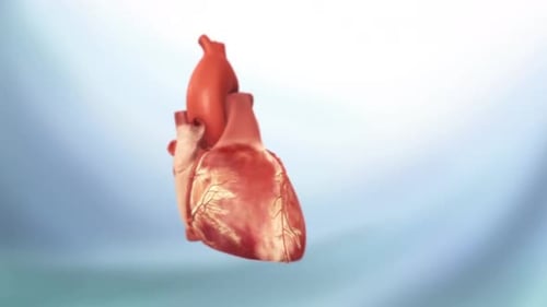 Realistic 3D Human Heart Beat Medical Animation