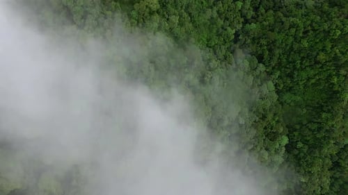Aerial Birds Eye Through Cloud Mist Over Amazon Canopy Tree Tops. Dolly Forward